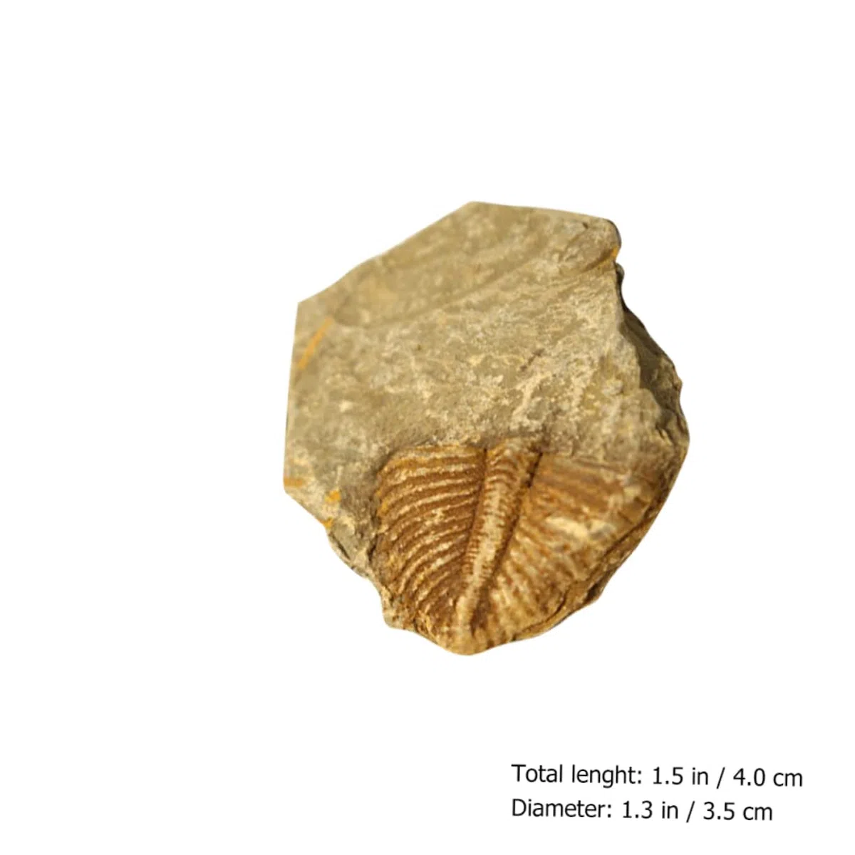 de Fósiles Reales de Trilobites Muestra Natural Segura y Didáctica 2 Piezas para Decoración Educativa y Científica Adecuado para Cumpleaños y Aulas