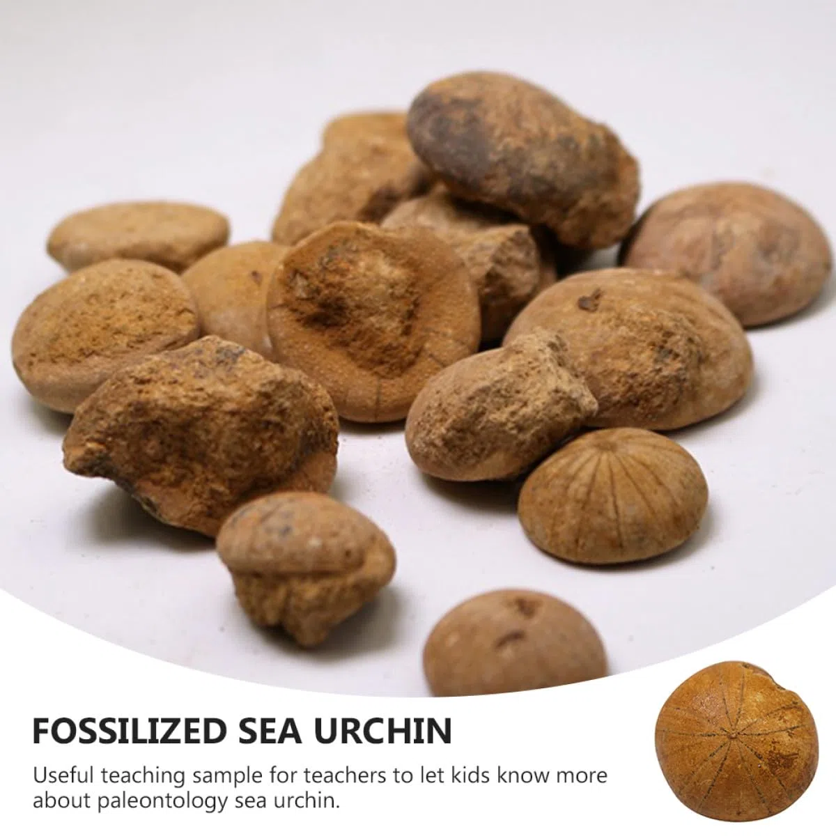 Beaupretty Fósil de Erizo de Mar Adorno de Mesa Educativo para Enseñanza y Decoración Modelo de Simulación Natural de Fósil para Paleontología y Obsequio Científico