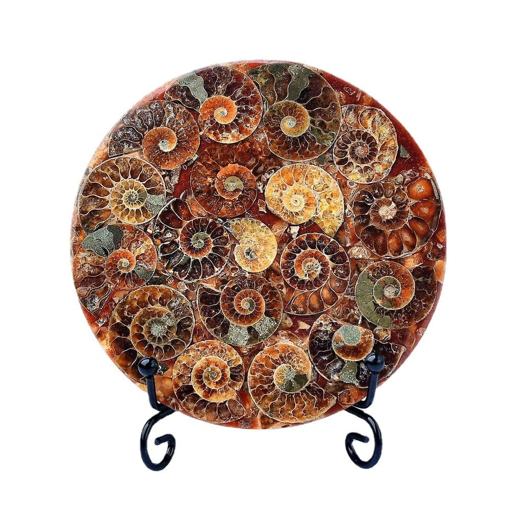 1 espécimen de caracola fósil natural con soporte para decoración de habitación, regalo coleccionable de cristal (estilo A)