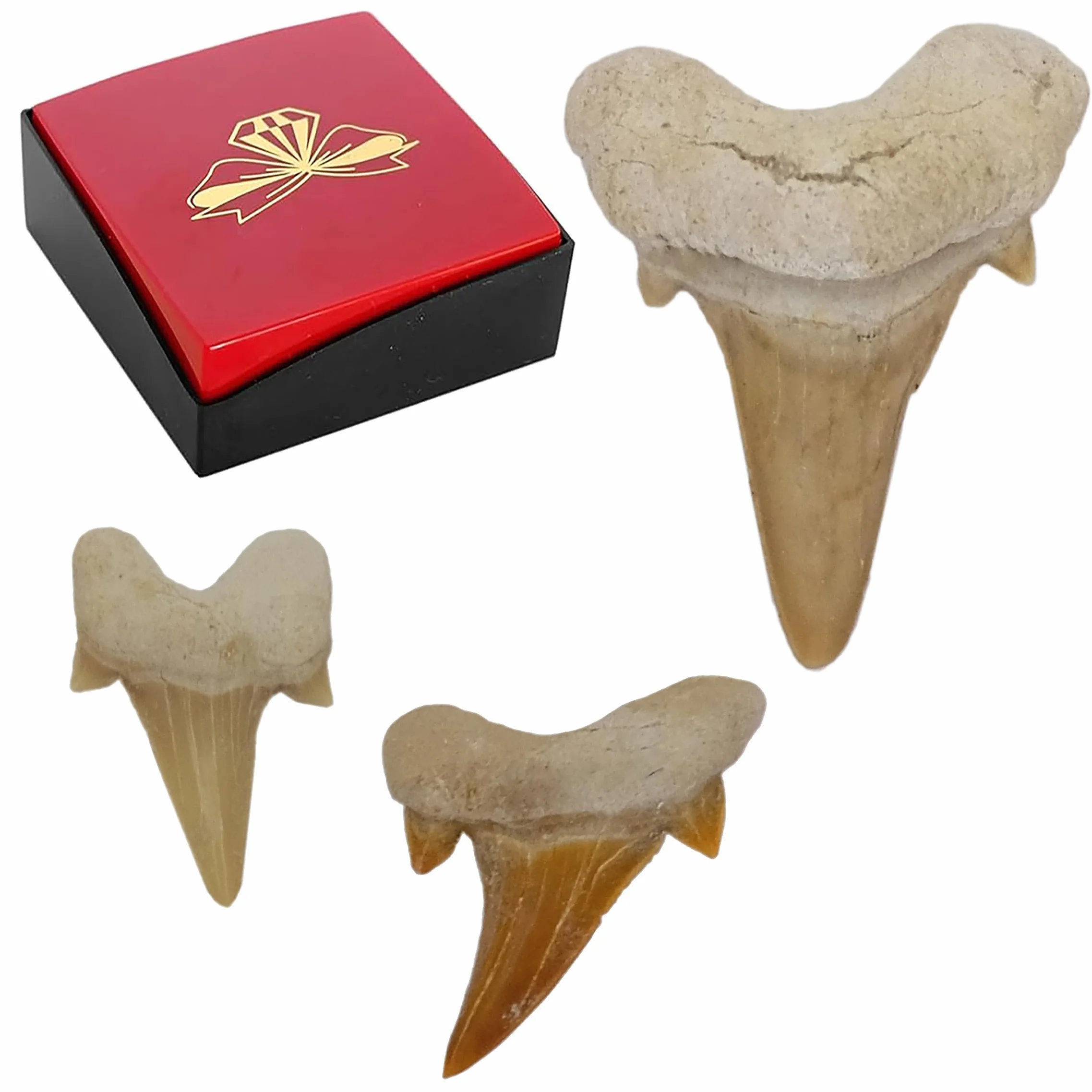 Idea de regalo – Fósiles prehistóricos fosilizados: dientes de tiburón naturales sin tratar XL Dientes de tiburón Dientes de tiburón (juego de 3 unidades)