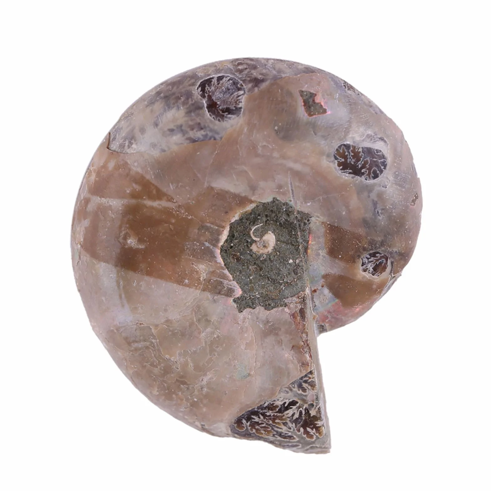 Amonita Real, 2 uds., Espécimen de Amonita, Concha, Piedras y Minerales de Madagascar, Amonita Marina