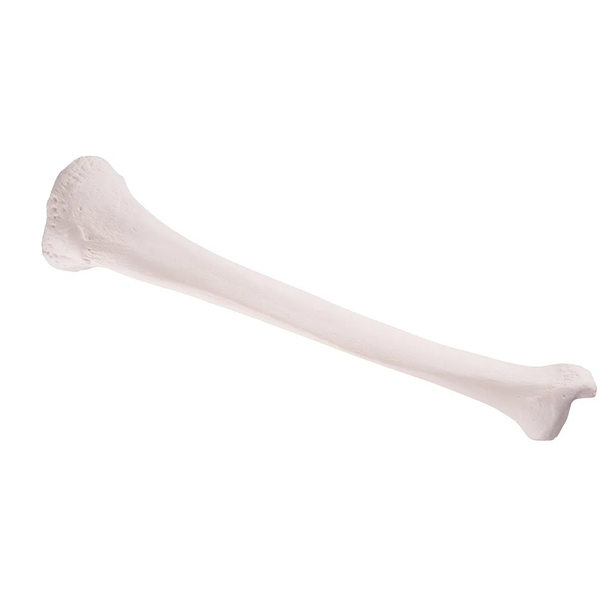 3B Scientific A35/3 Modelo de anatomía humana Tibia + App de anatomía gratuita + App de anatomía gratuita - 3B Smart Anatomy