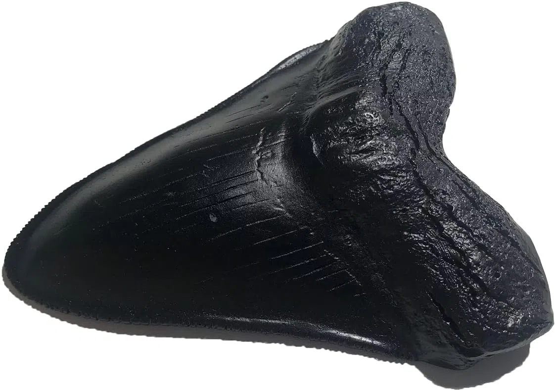 Megalodon - Réplica de diente de tiburón gigante - Fundido fósil de calidad de museo (negro)