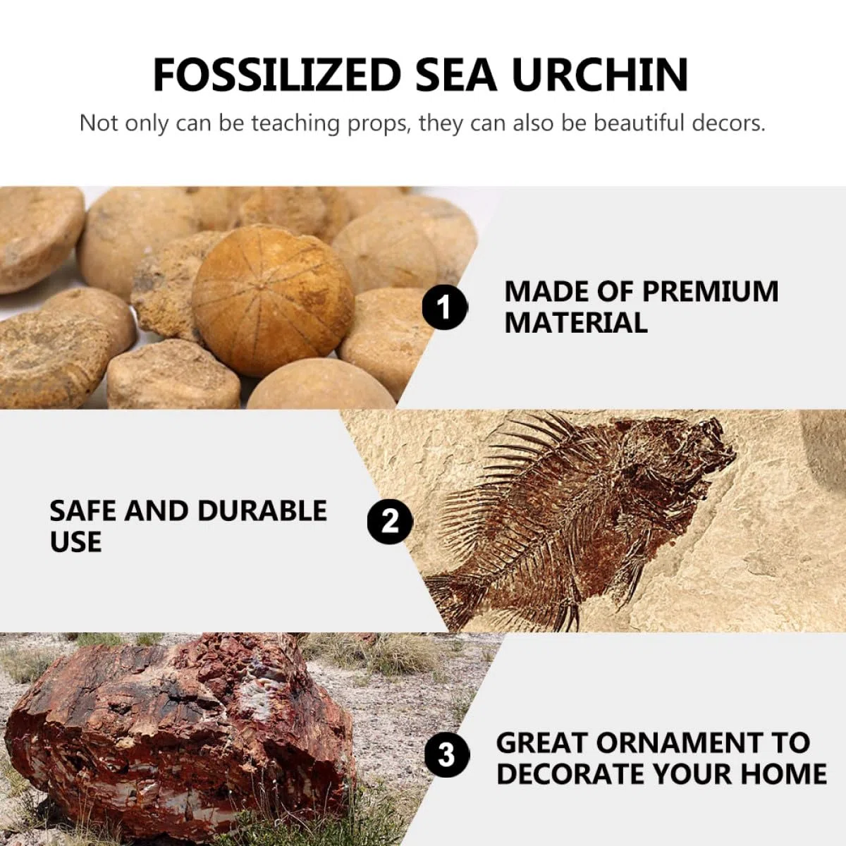 Beaupretty Fósil de Erizo de Mar Adorno de Mesa Educativo para Enseñanza y Decoración Modelo de Simulación Natural de Fósil para Paleontología y Obsequio Científico