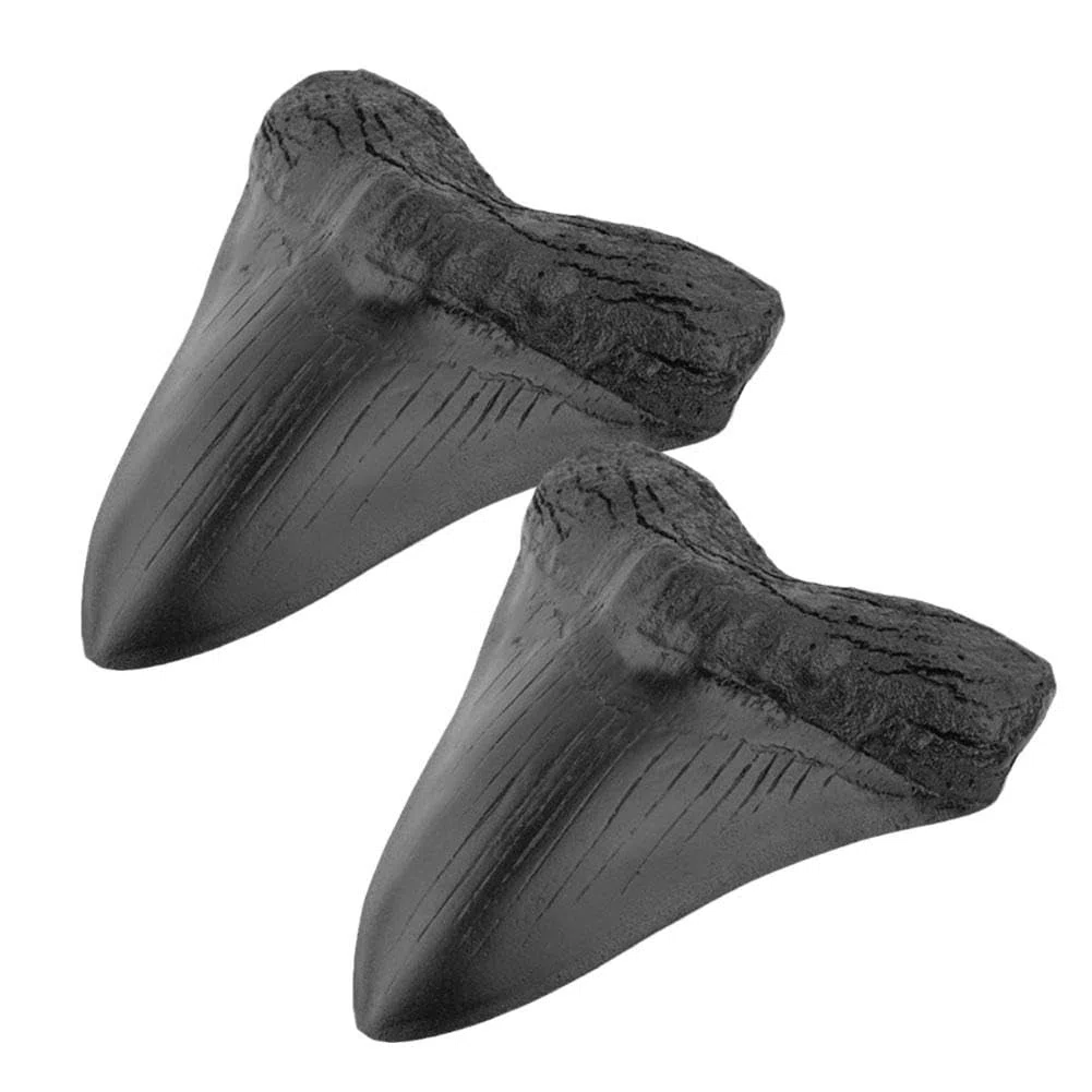 2 dientes de tiburón megalodon fosilizados naturales auténticos, reales prehistóricos
