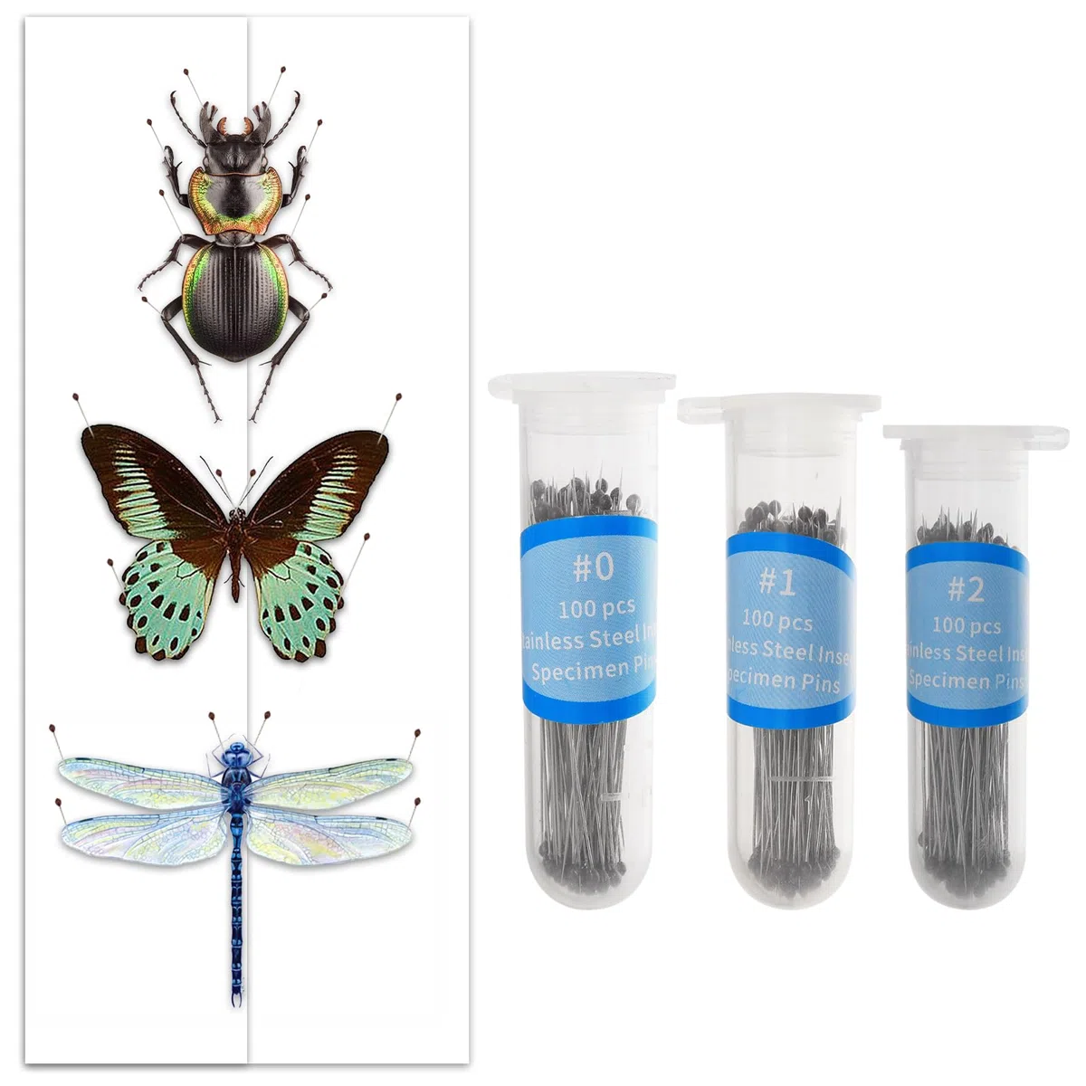 GLOBLELAND 300 pines de espécimen de insectos en 3 tamaños de acero inoxidable con seguro de plástico duro para almacenamiento de viales, mariposas, escarabajos, agujas de muestras para ciencia