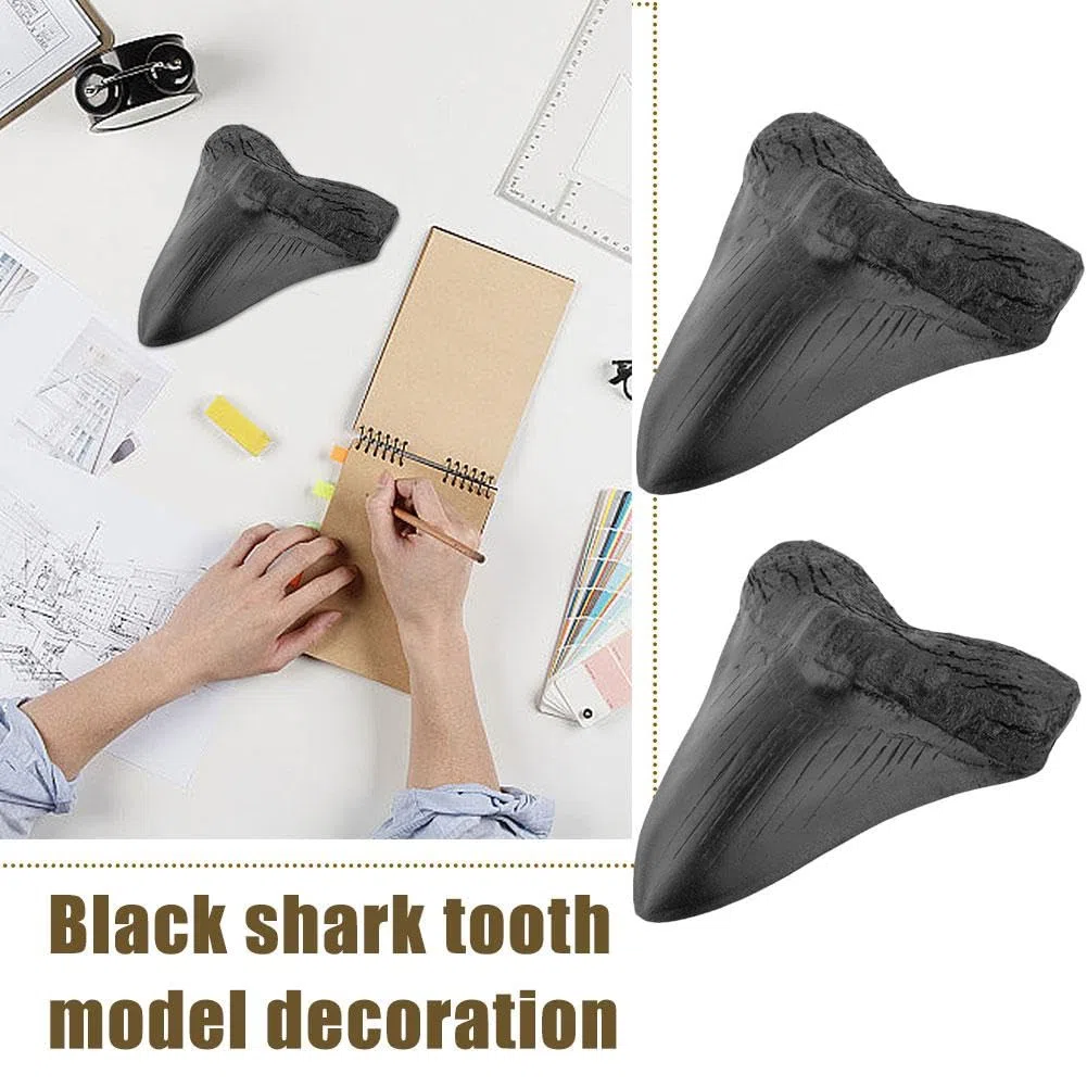 2 dientes de tiburón megalodon fosilizados naturales auténticos, reales prehistóricos