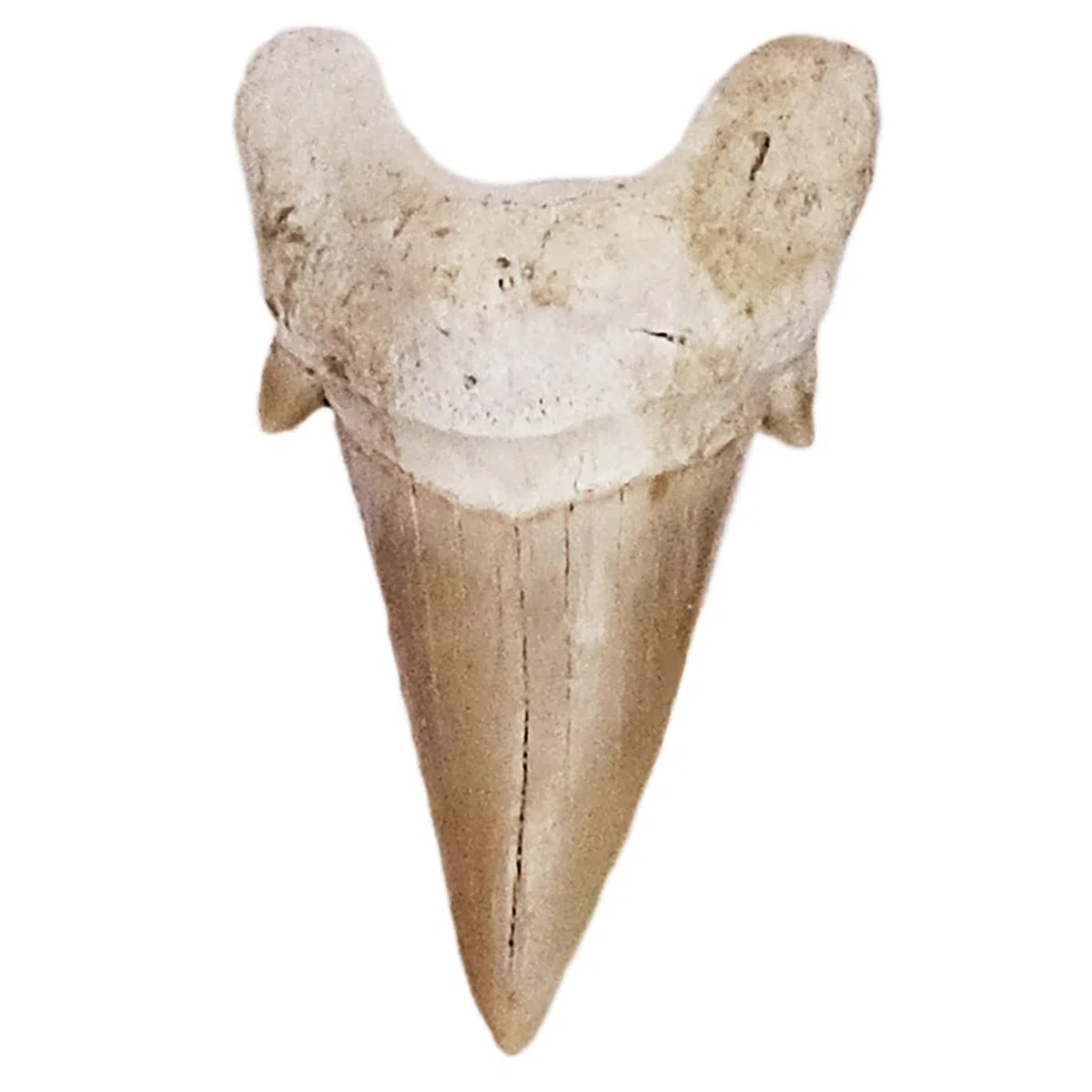 Idea de regalo – Fósiles de prehistóricos fosilizados: dientes de tiburón naturales sin tratar XXL Dientes de tiburón 5-6 cm, 5 - 6 cm, Piedra