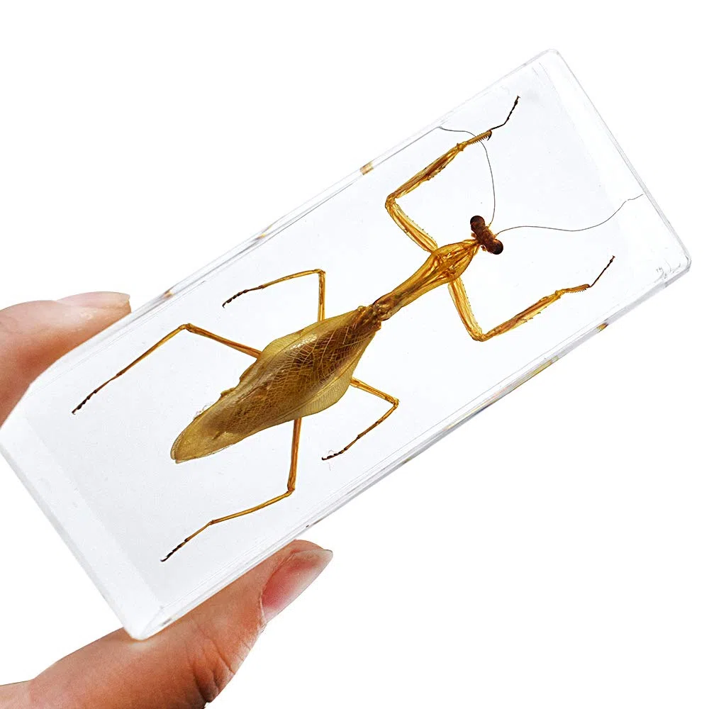 Exhibición de Insectos Taxidermia Mantis Hierodula Patellifera Mantis Religiosa Espécimen Pisapapeles Ciencia Clammroon Speciemn for Science Education