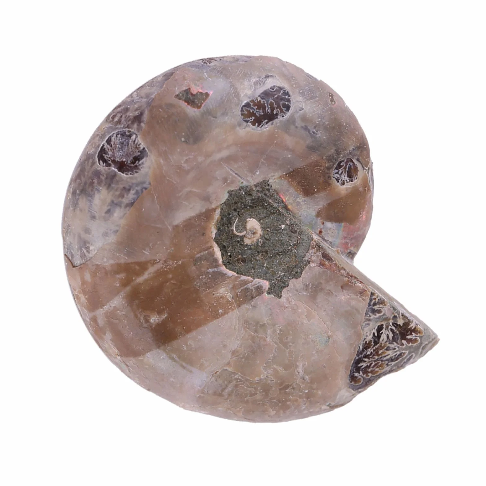 Amonita Real, 2 uds., Espécimen de Amonita, Concha, Piedras y Minerales de Madagascar, Amonita Marina