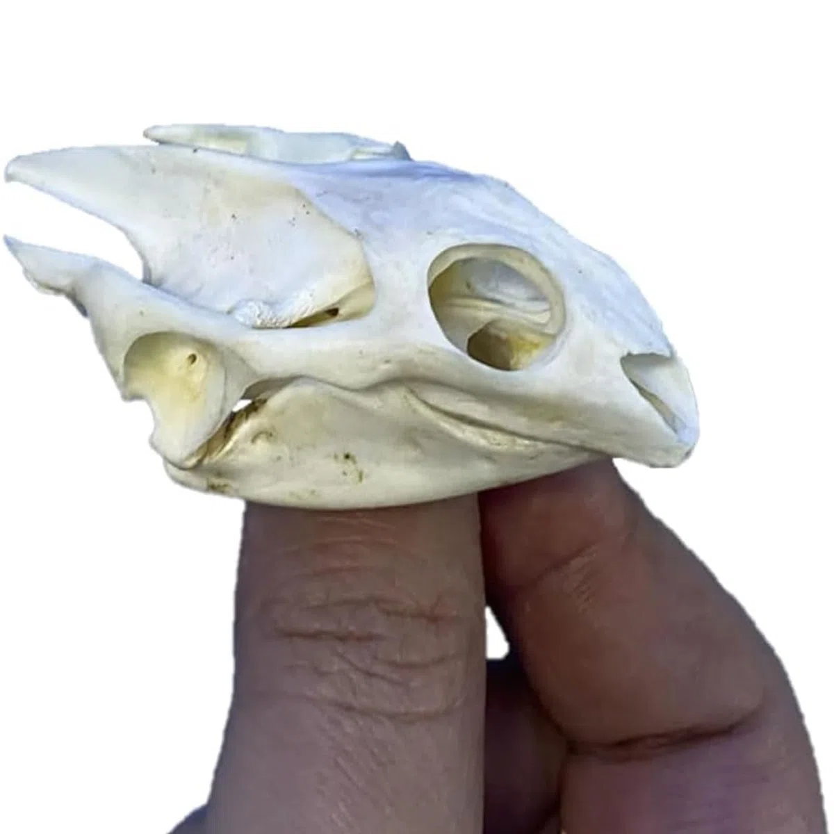 ALMASI Taxiderma Animal Bone, Real Animal Skull Copy, Natural Skelet Decor, para comprender la Estructura del cráneo de los Animales y la colección de cráneo Muskrat(A)