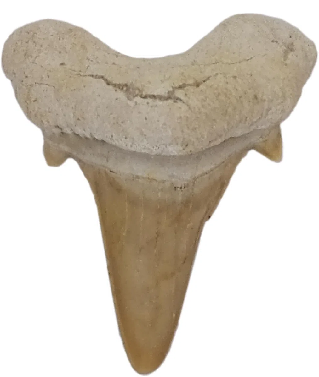 Idea de regalo – Fósiles de prehistóricos fosilizados: dientes de tiburón naturales sin tratar XXL Dientes de tiburón 5-6 cm, 5 - 6 cm, Piedra