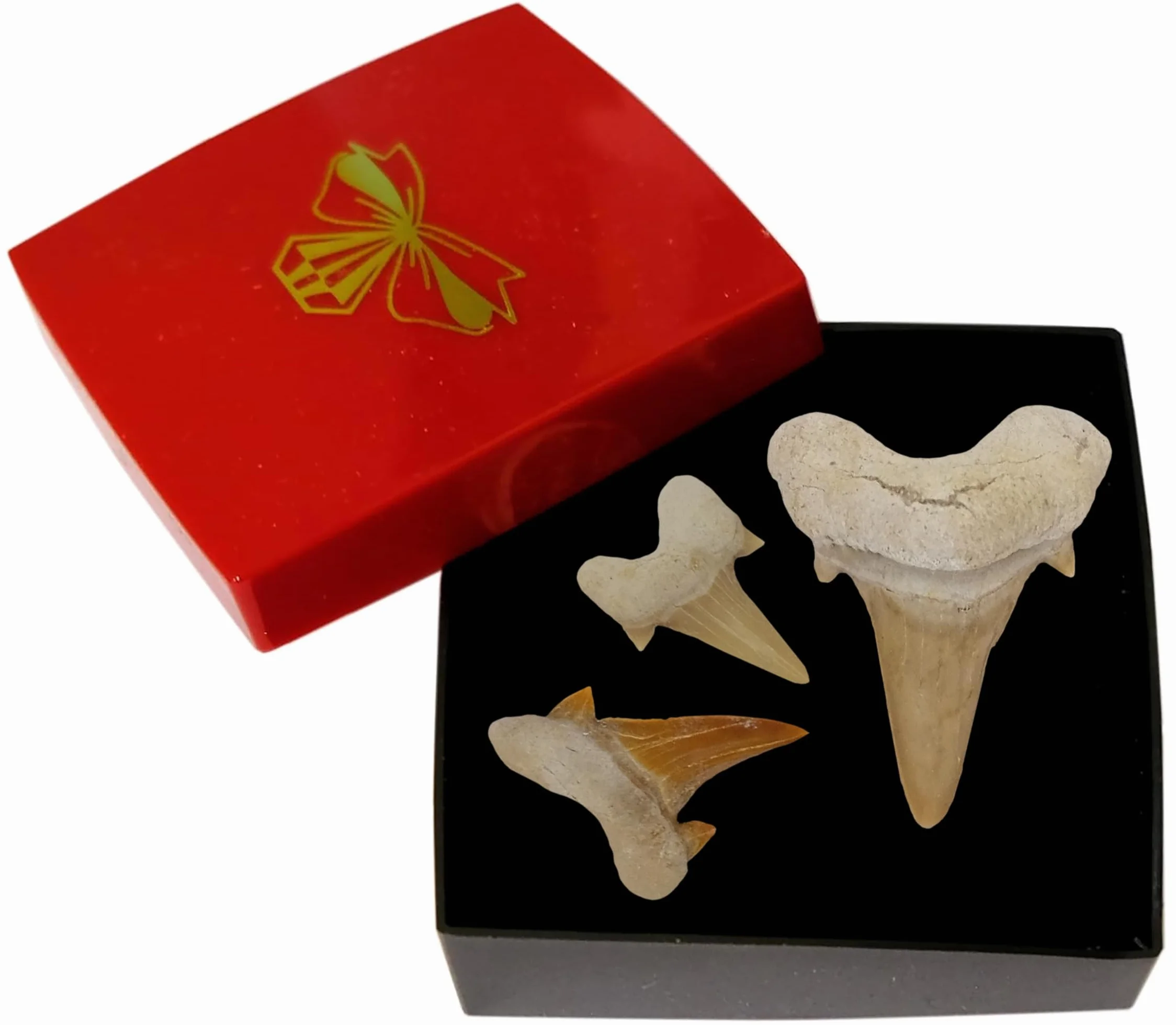 Idea de regalo – Fósiles prehistóricos fosilizados: dientes de tiburón naturales sin tratar XL Dientes de tiburón Dientes de tiburón (juego de 3 unidades)