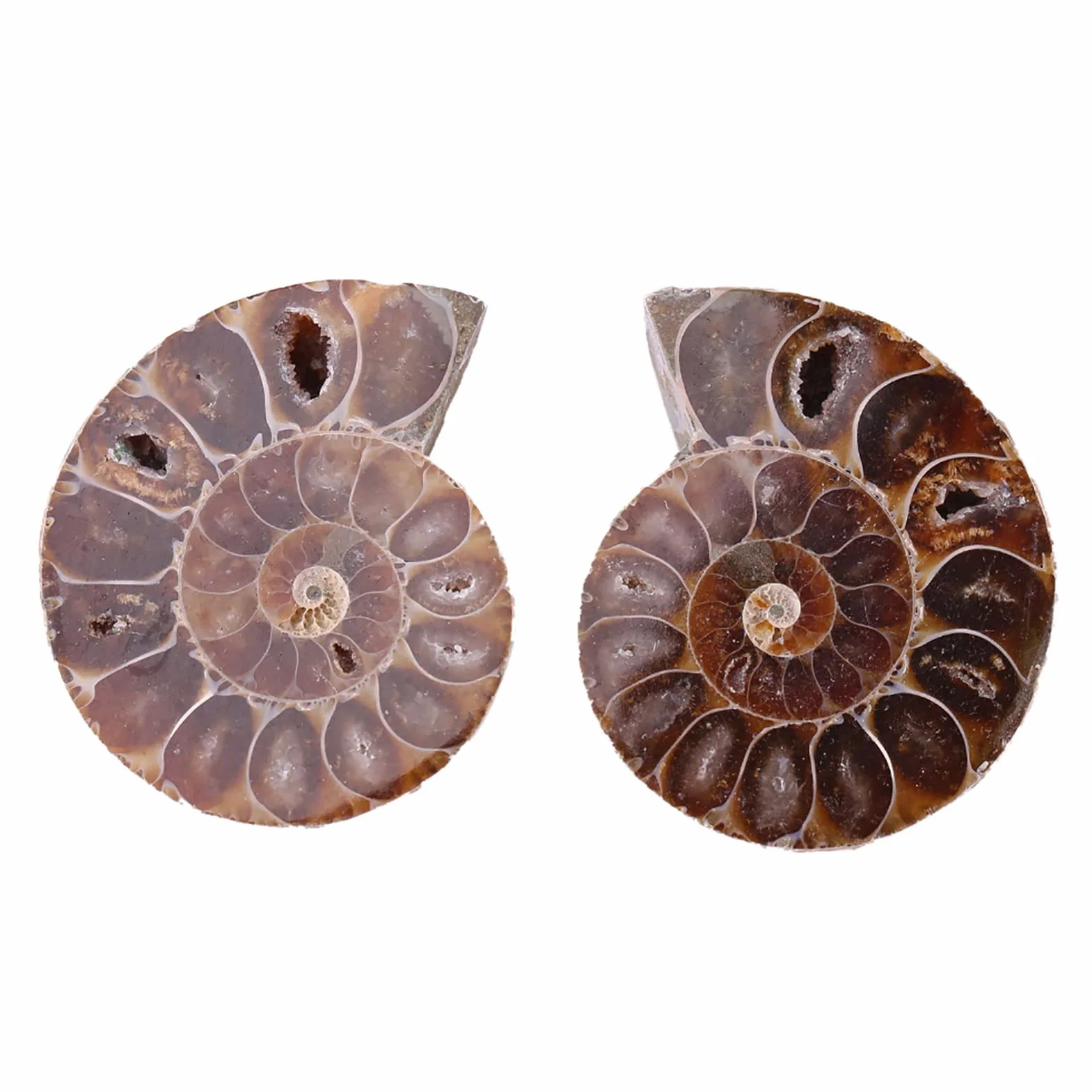 Amonita Real, 2 uds., Espécimen de Amonita, Concha, Piedras y Minerales de Madagascar, Amonita Marina