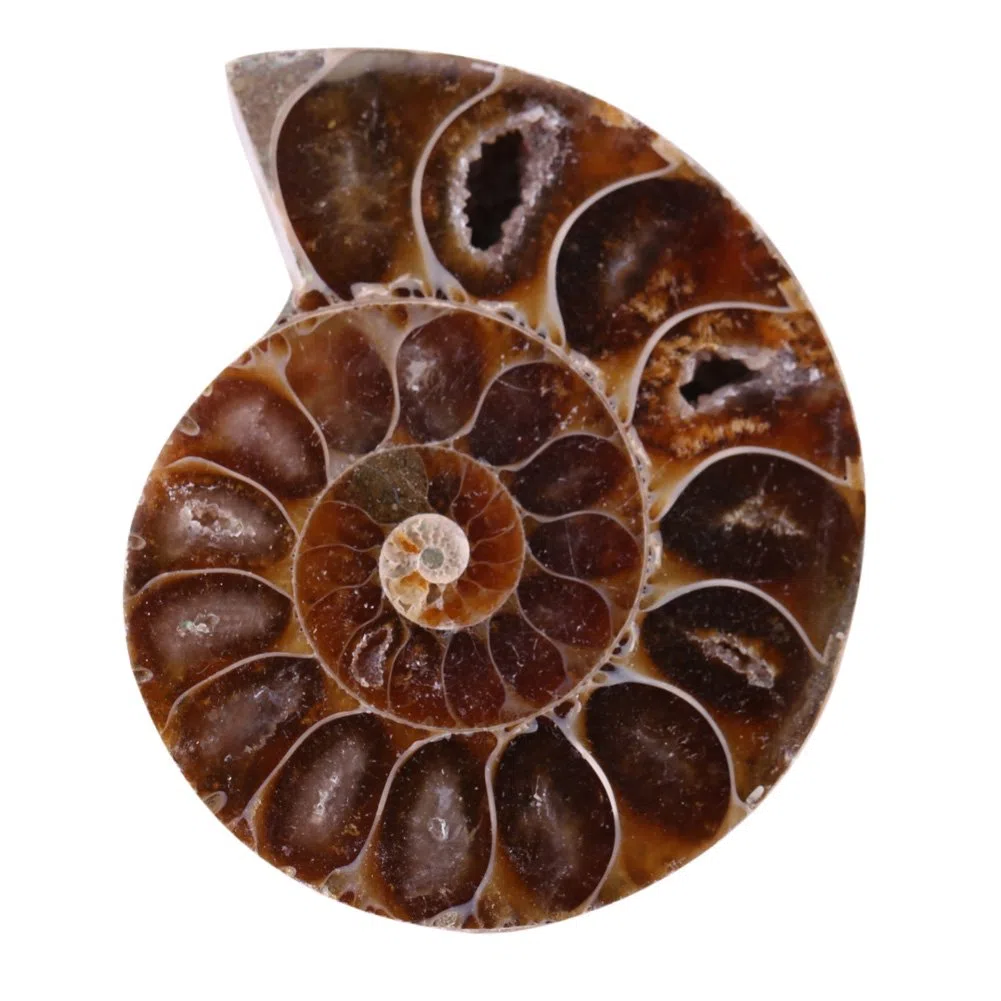 2 piezas de cáscara de amonita, cáscara de muestra fósil de amonita, piedras y minerales naturales de Madagascar.Utilizado para útiles escolares de enseñanza(4cm)