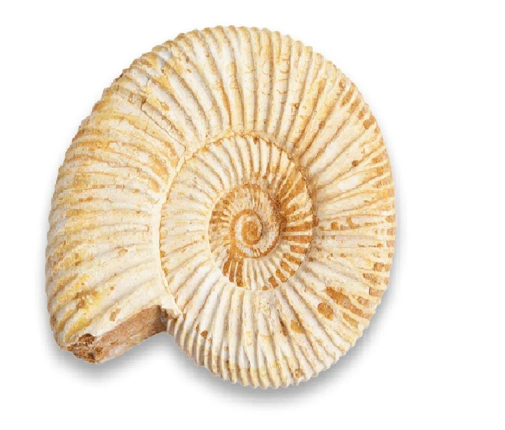 Serafino Fósil auténtico amonita madagasca de 150 millones de años. Fósil real jurásico de 1 a 1.5 pulgadas, fósil de Madagascar, gran regalo para la colección de educación científica