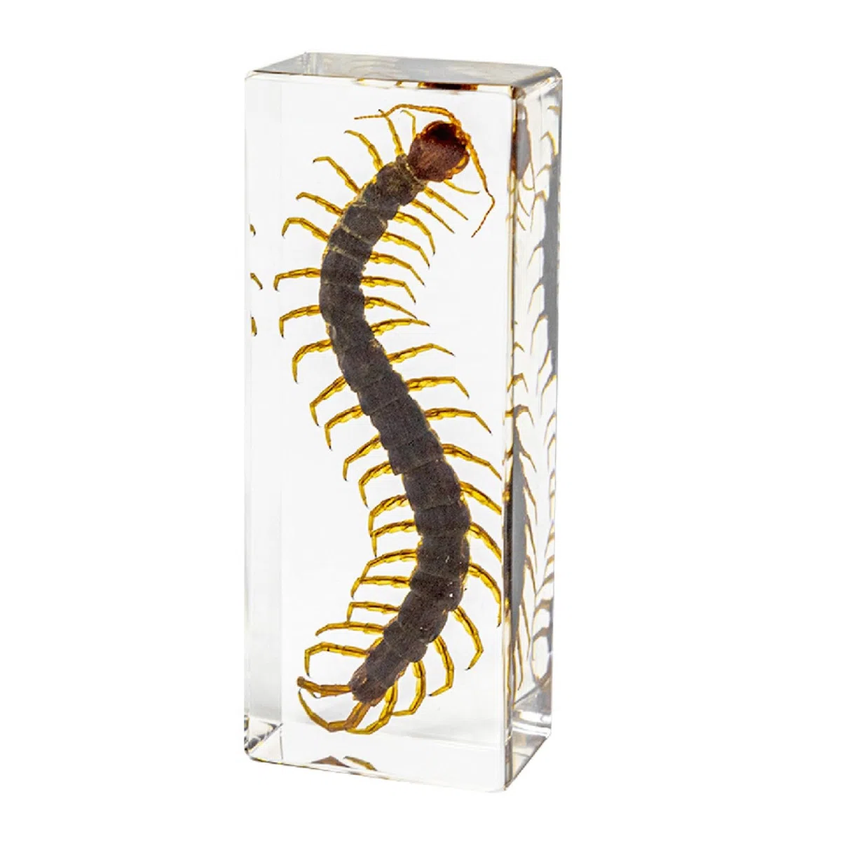 DRXRD Espécimen en Resina, Taxidermia Transparente de Insectos, Decoración de Insectos Ámbar, para la Enseñanza de Las Ciencias en el Aula de Ciencias, Colección y Pisapapeles Centipede