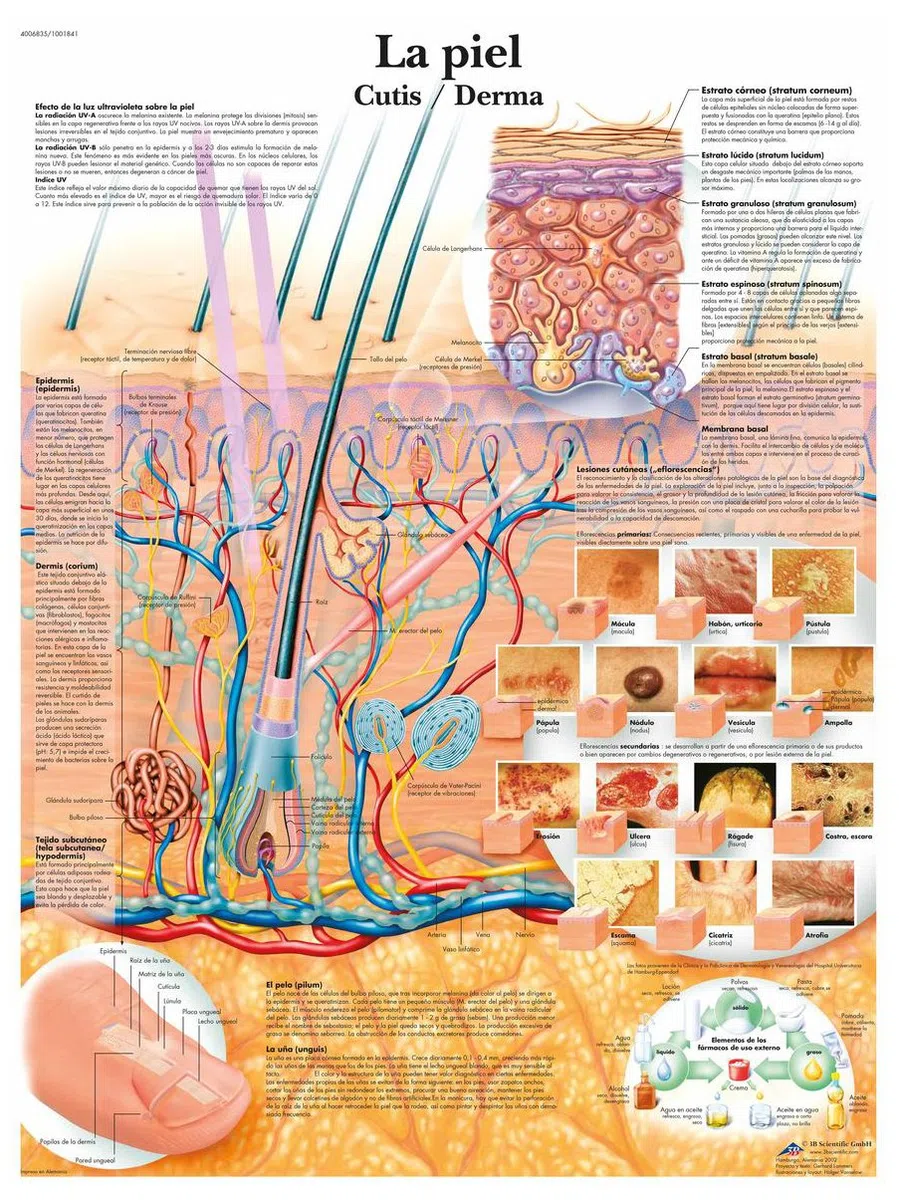 3B Scientific VR3283UU Impreso En Papel, la Piel