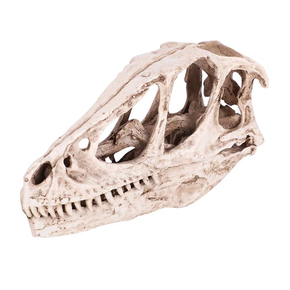 Modelo de cráneo de Dinosaurio, Resina Modelo de cráneo de Dinosaurio Altamente emulado Esqueleto de Animal simulado Decoración de la Oficina en el hogar Artesanía Enseñanza Prop