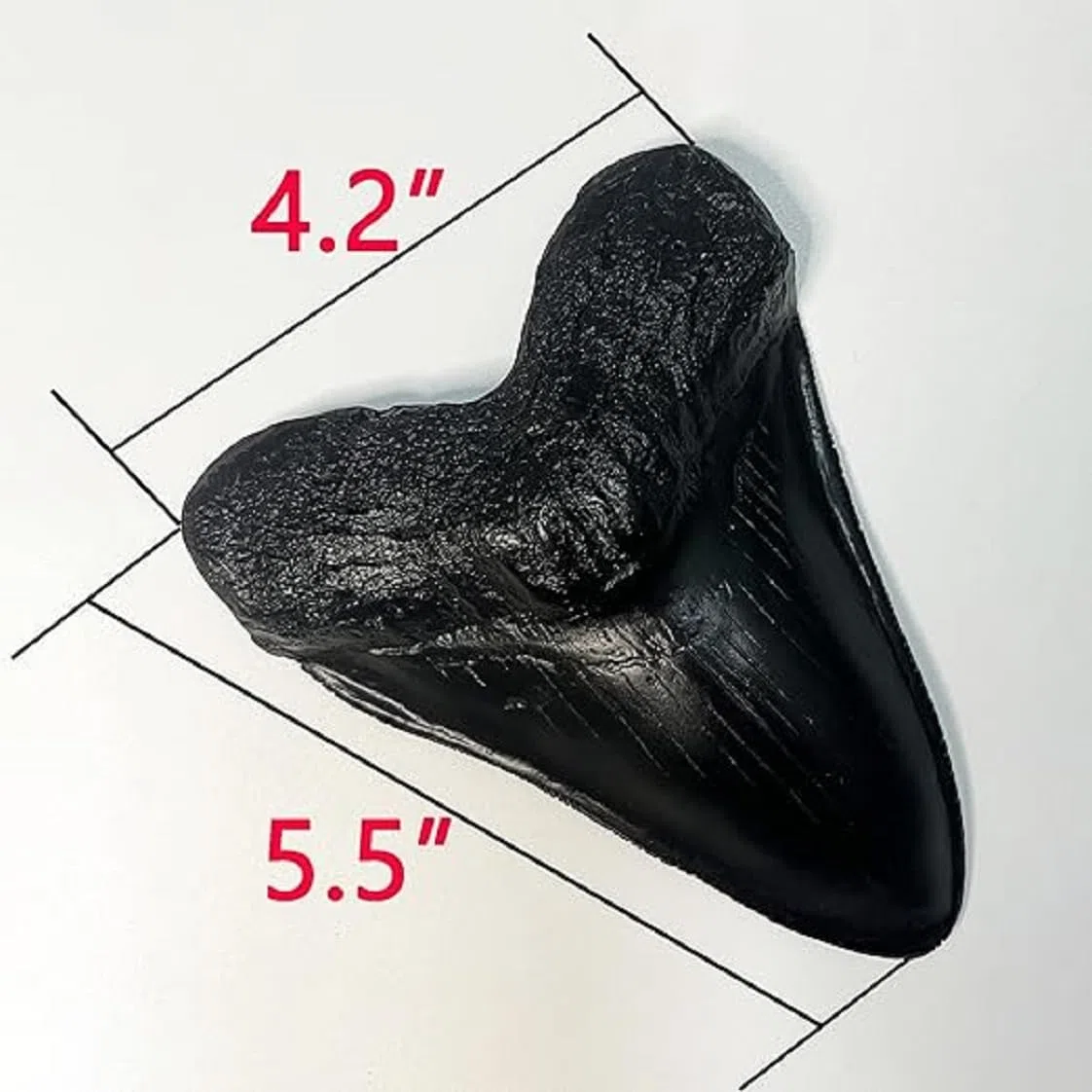 Megalodon - Réplica de diente de tiburón gigante - Fundido fósil de calidad de museo (negro)