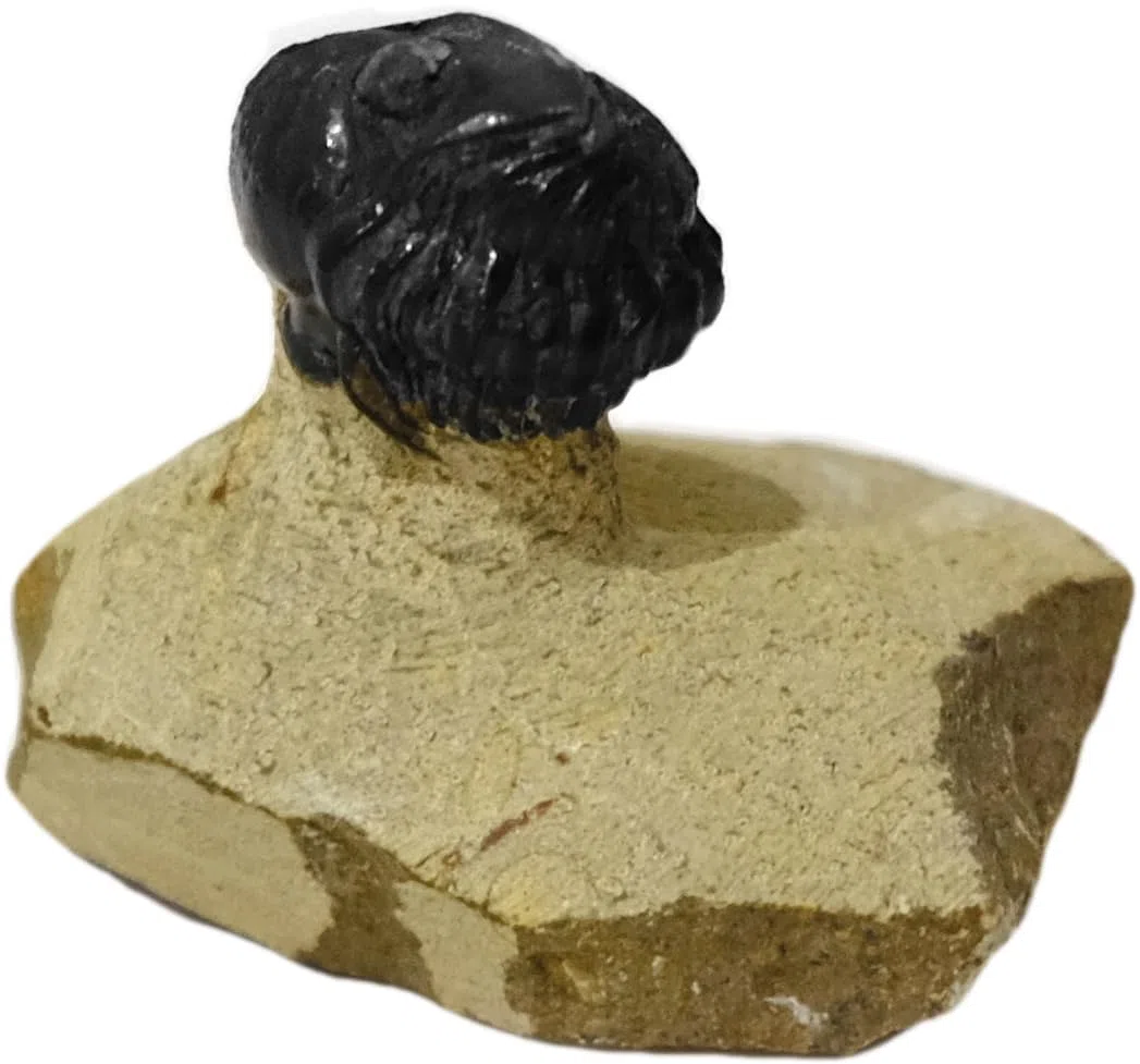 Idea de regalo – fósiles de la antigüedad fosilizada: fósiles trilobites trilobites Gerastos de Marruecos/materiales educativos fósiles (5 cm de diámetro)
