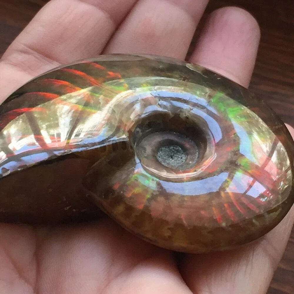 Madagascar Natural Iridiscente amonita ammolita Faceta Muestra Mineral Piedra Concha Paleontológica de Caracol Fossil Collectibles (tamaño : 40-50mm)