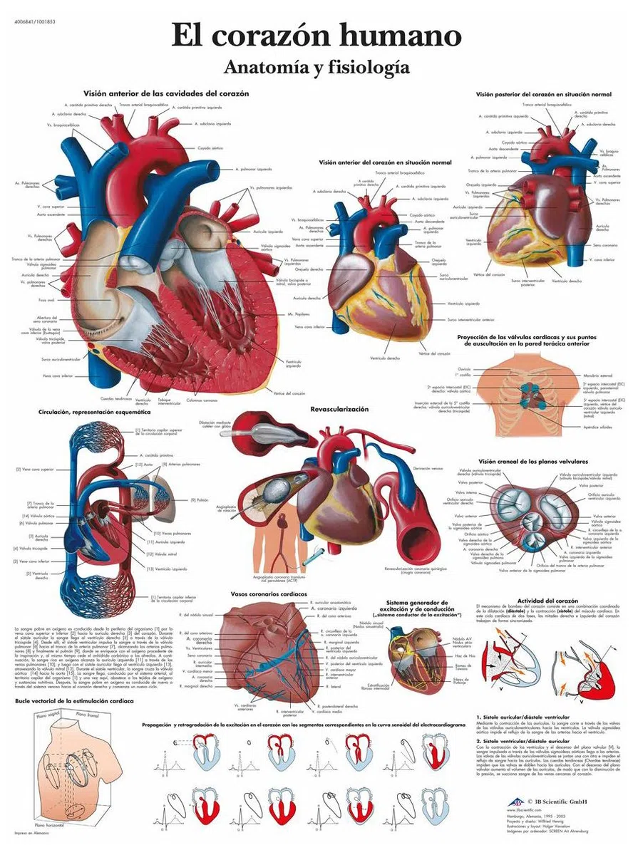 3B Scientific VR3334UU Impreso En Papel, el Corazón Humano, Anatomía y Fisiología