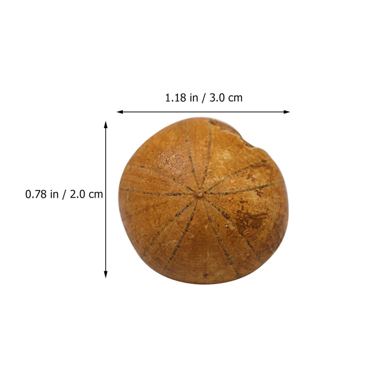 Beaupretty Fósil de Erizo de Mar Adorno de Mesa Educativo para Enseñanza y Decoración Modelo de Simulación Natural de Fósil para Paleontología y Obsequio Científico
