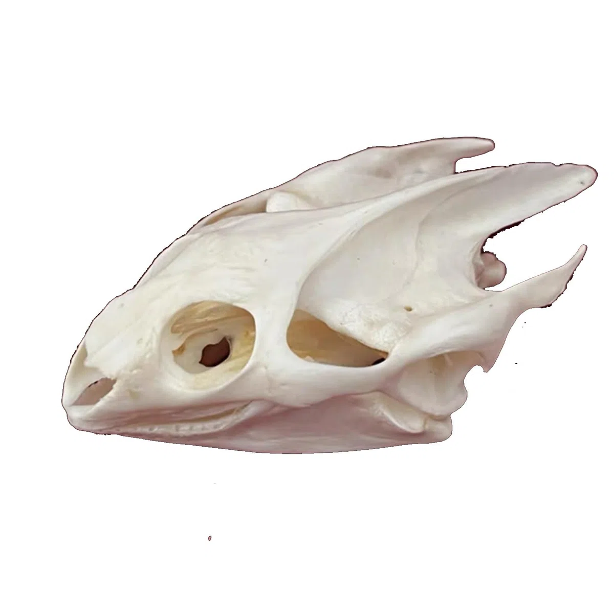 ALMASI Taxiderma Animal Bone, Real Animal Skull Copy, Natural Skelet Decor, para comprender la Estructura del cráneo de los Animales y la colección de cráneo Muskrat(A)