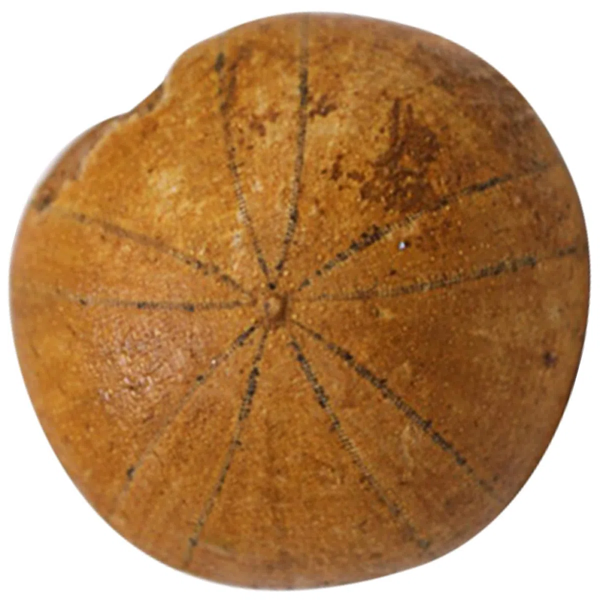 Beaupretty Fósil de Erizo de Mar Adorno de Mesa Educativo para Enseñanza y Decoración Modelo de Simulación Natural de Fósil para Paleontología y Obsequio Científico