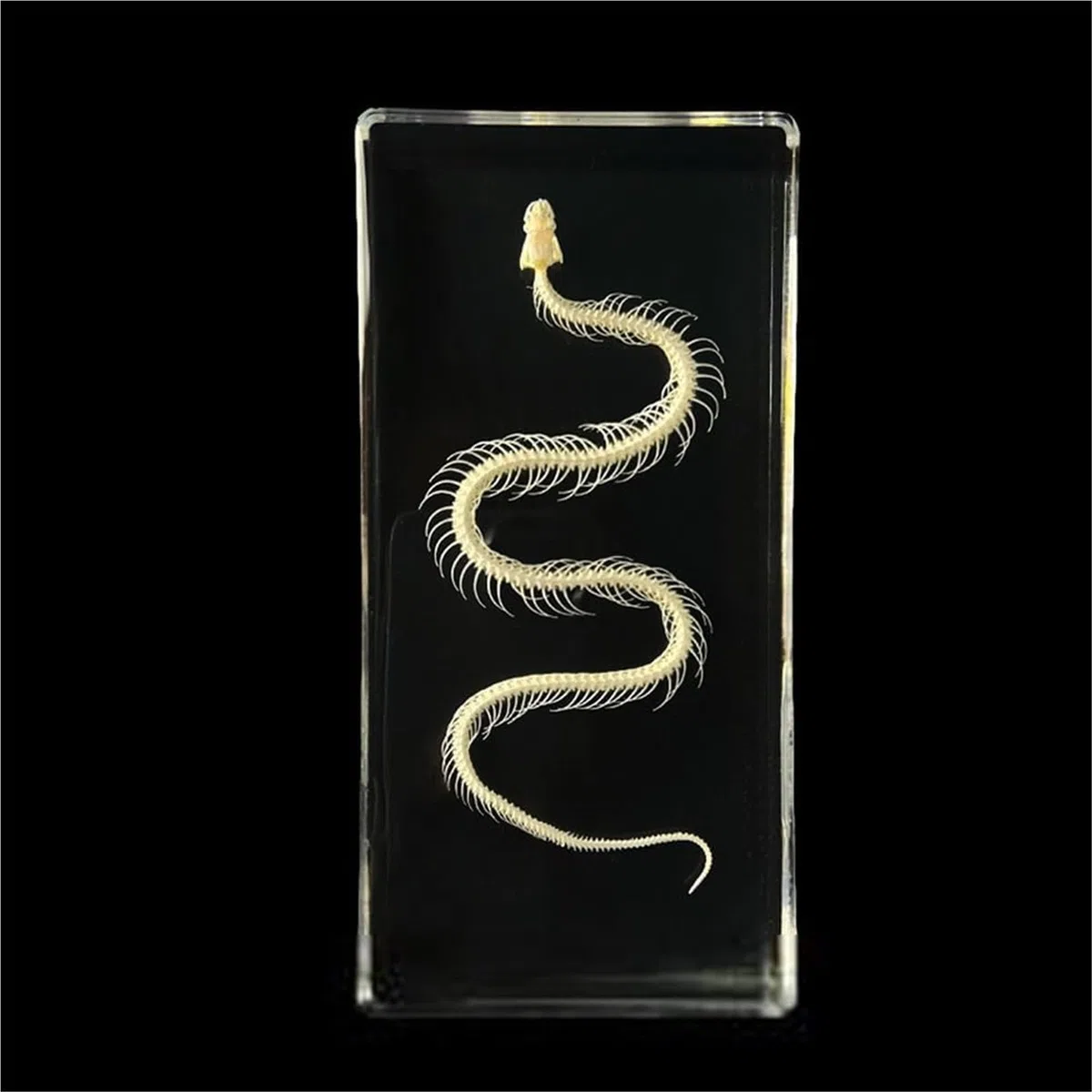 Espécimen de esqueleto de animal real encerrado en acrílico - Exhibición de hueso de taxidermia for educación científica, aprendizaje en el aula y coleccionistas(Snake)