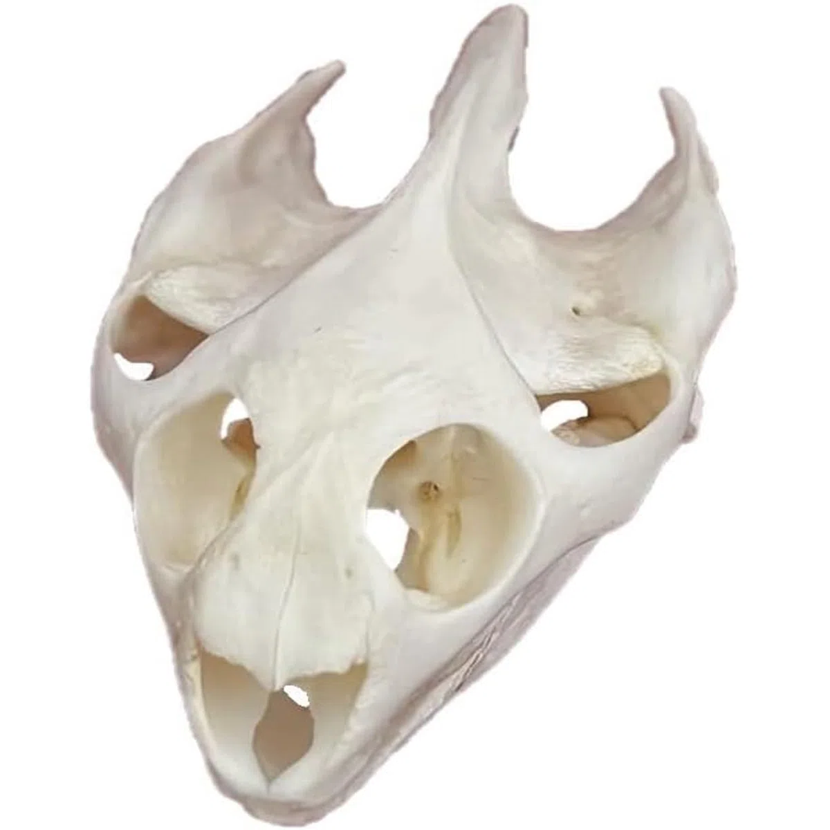ALMASI Taxiderma Animal Bone, Real Animal Skull Copy, Natural Skelet Decor, para comprender la Estructura del cráneo de los Animales y la colección de cráneo Muskrat(A)