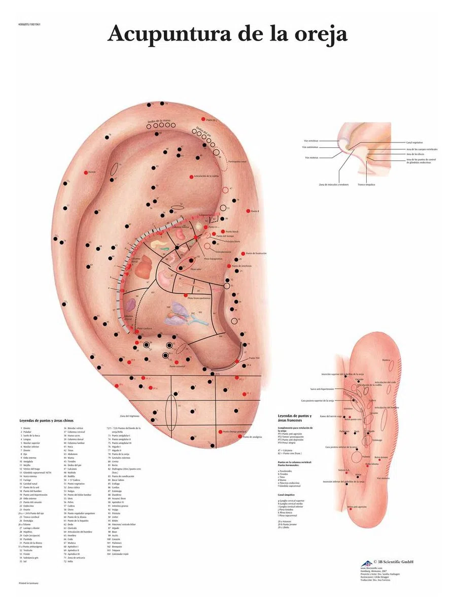 3B Scientific VR3821UU Impreso En Papel, Acupuntura de la Oreja