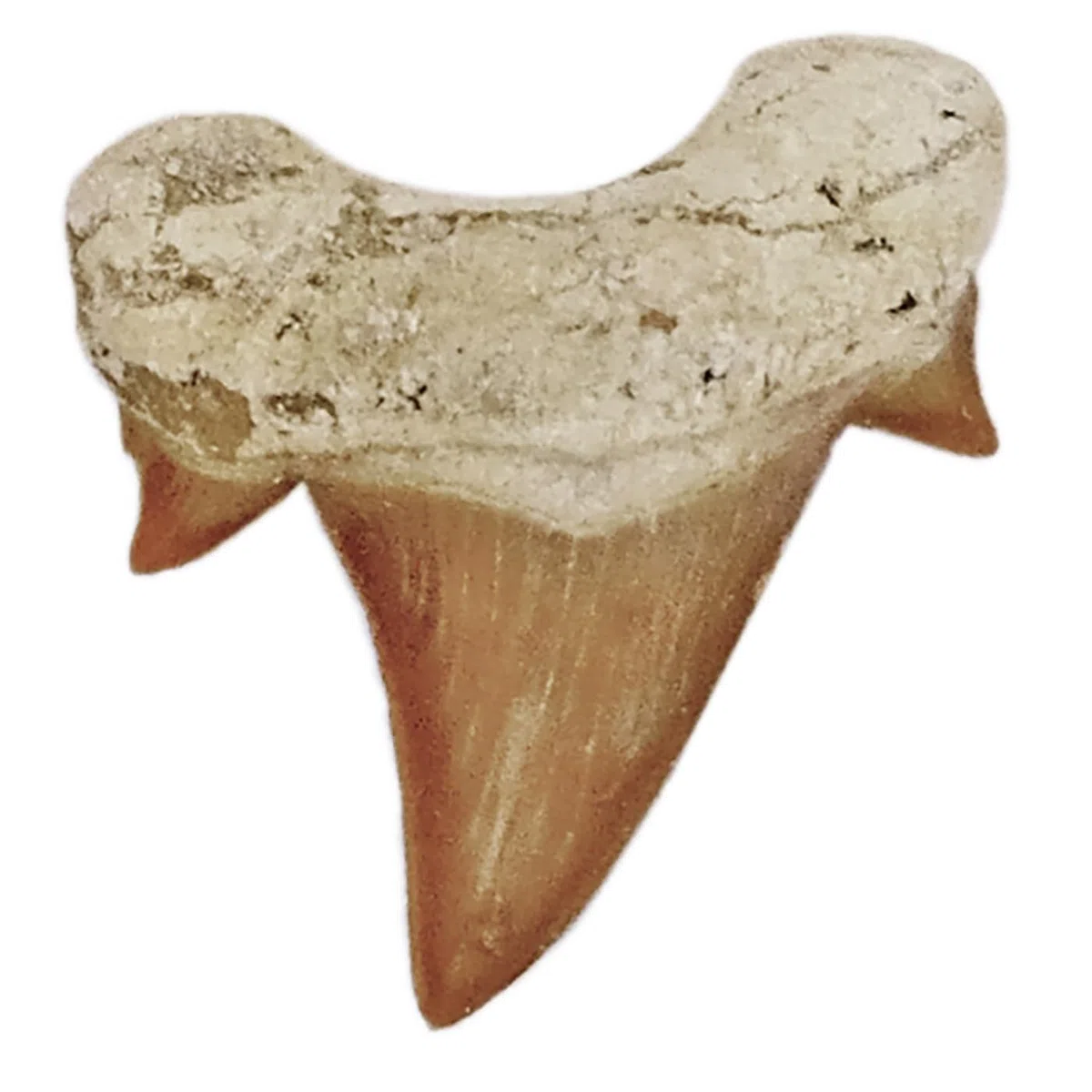Idea de regalo – Fósiles de prehistóricos fosilizados: dientes de tiburón naturales sin tratar XXL Dientes de tiburón 5-6 cm, 5 - 6 cm, Piedra
