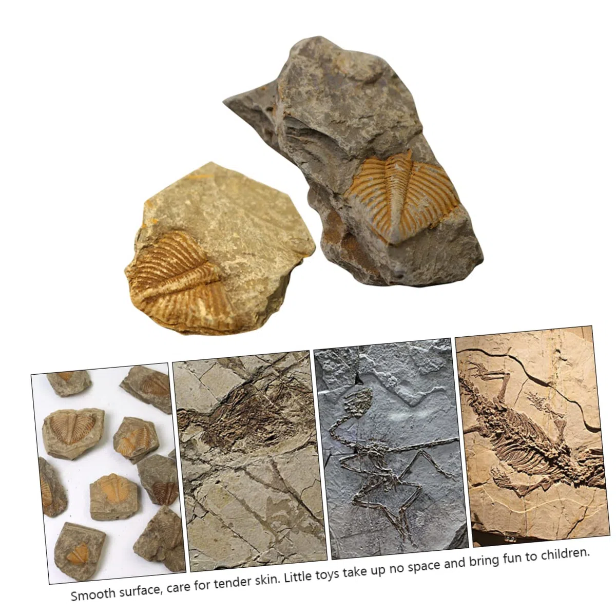 de Fósiles Reales de Trilobites Muestra Natural Segura y Didáctica 2 Piezas para Decoración Educativa y Científica Adecuado para Cumpleaños y Aulas