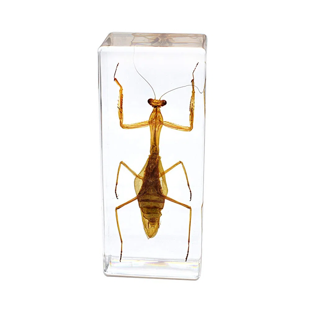 Exhibición de Insectos Taxidermia Mantis Hierodula Patellifera Mantis Religiosa Espécimen Pisapapeles Ciencia Clammroon Speciemn for Science Education