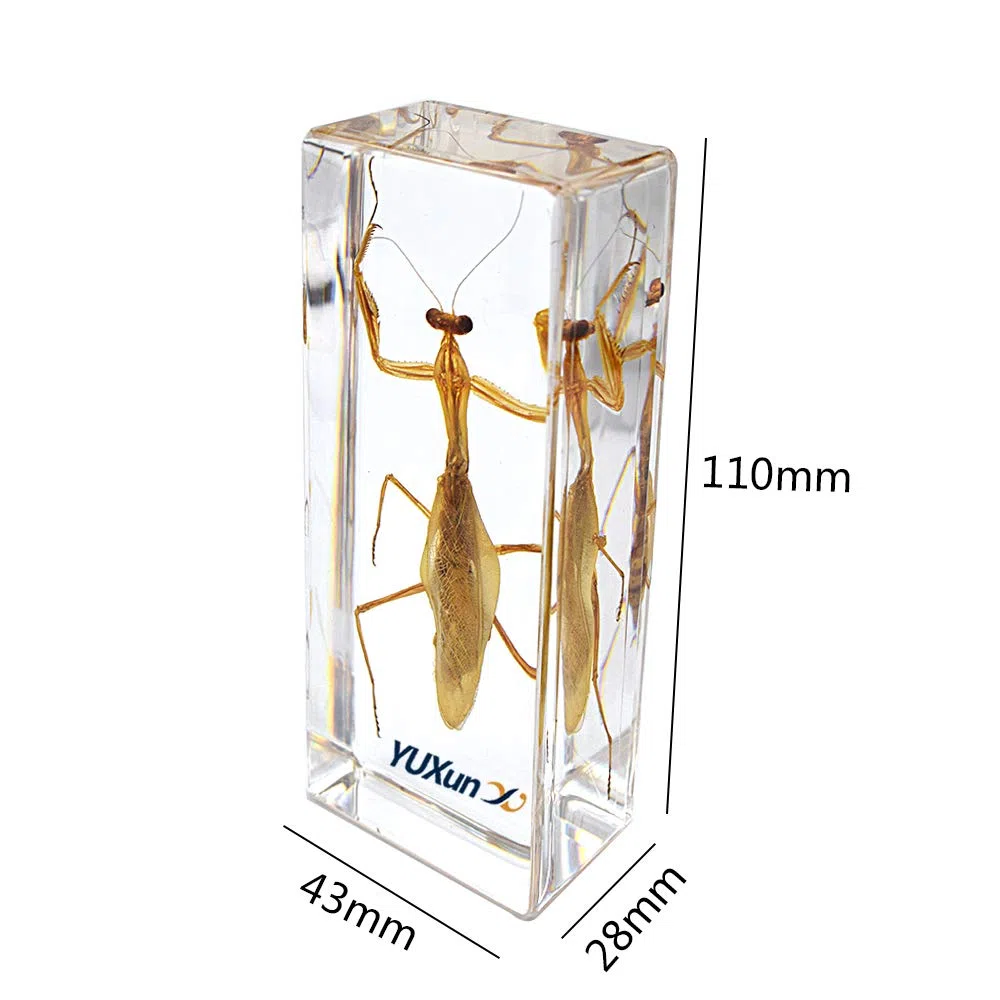 Exhibición de Insectos Taxidermia Mantis Hierodula Patellifera Mantis Religiosa Espécimen Pisapapeles Ciencia Clammroon Speciemn for Science Education