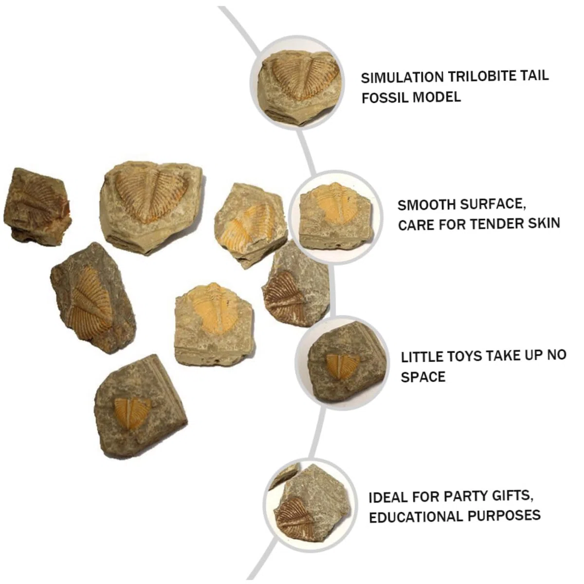 de Fósiles Reales de Trilobites Muestra Natural Segura y Didáctica 2 Piezas para Decoración Educativa y Científica Adecuado para Cumpleaños y Aulas