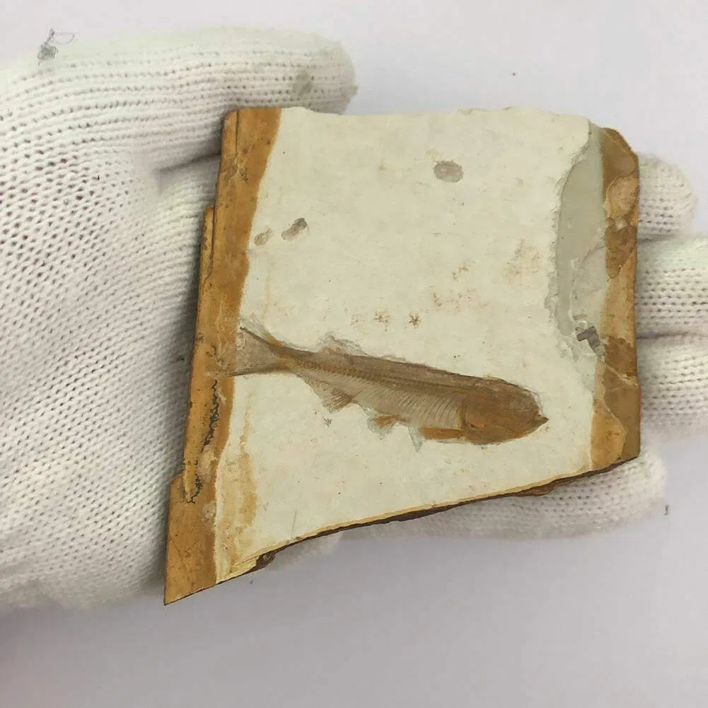 El fósil de pescado real proviene de la China occidental de Liaoning hace 150 millones de años
