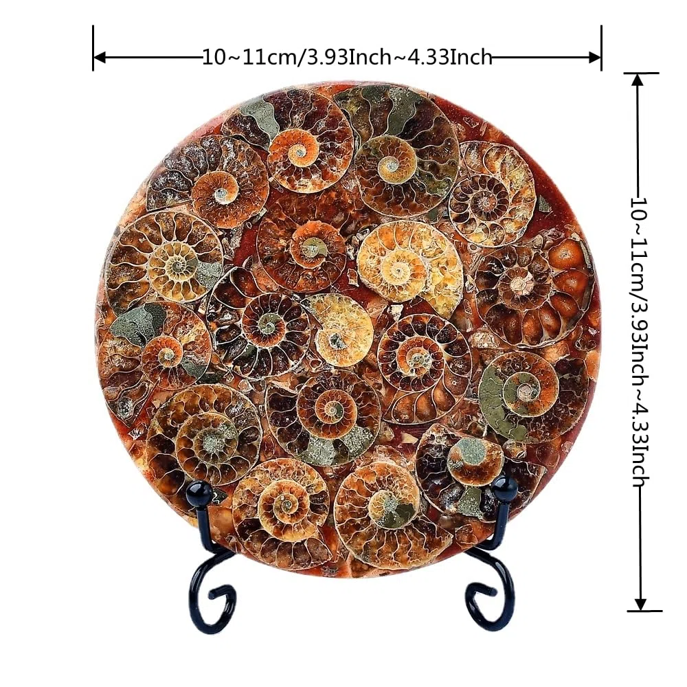 1 espécimen de caracola fósil natural con soporte para decoración de habitación, regalo coleccionable de cristal (estilo A)