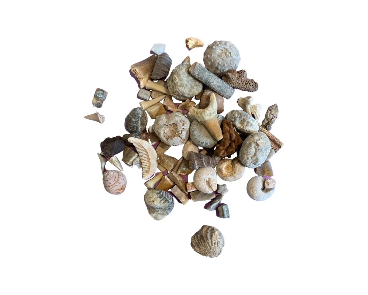 Fossil Box - Juego de regalo con tarjeta de información (caja de fósil)