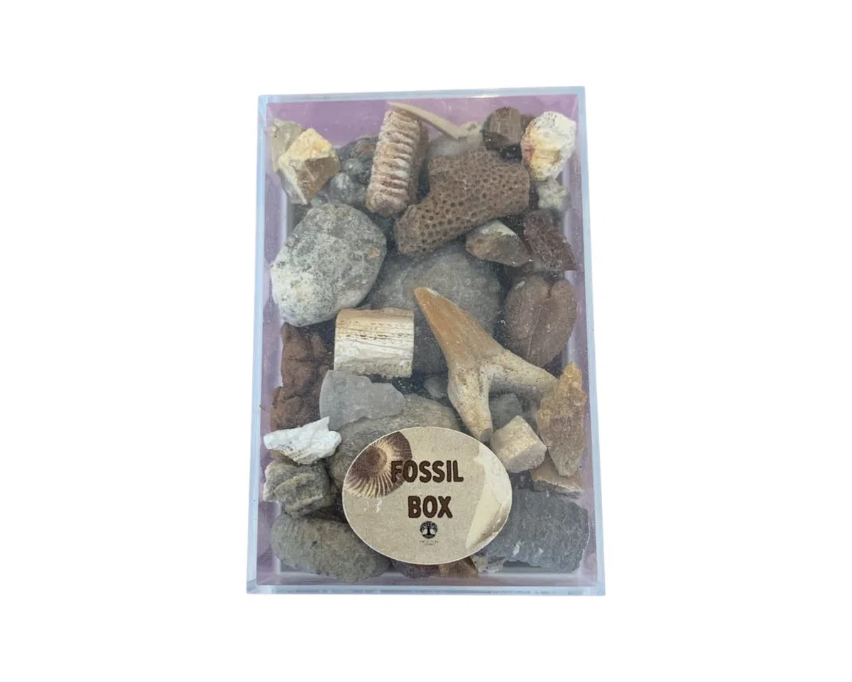Fossil Box - Juego de regalo con tarjeta de información (caja de fósil)