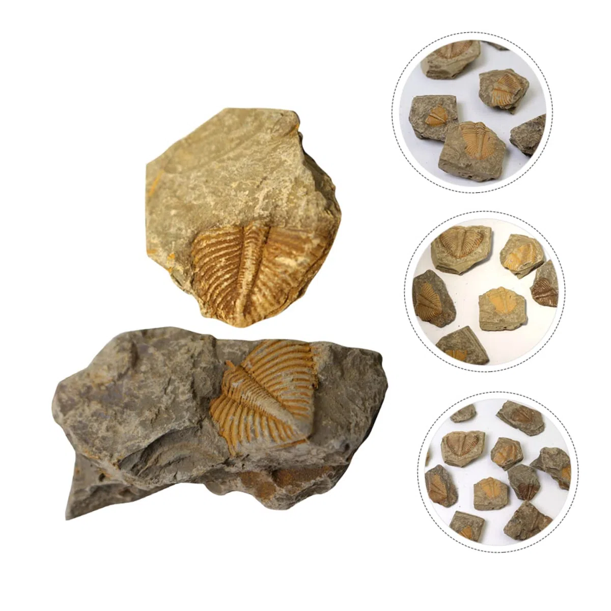 de Fósiles Reales de Trilobites Muestra Natural Segura y Didáctica 2 Piezas para Decoración Educativa y Científica Adecuado para Cumpleaños y Aulas