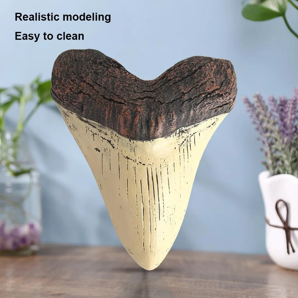 Diente de megalodón Gigante de 5 Pulgadas, réplica de Diente de tiburón fácil de Limpiar, decoración del hogar, Dientes de tiburón Beige, Accesorios de enseñanza de biología Marina fós