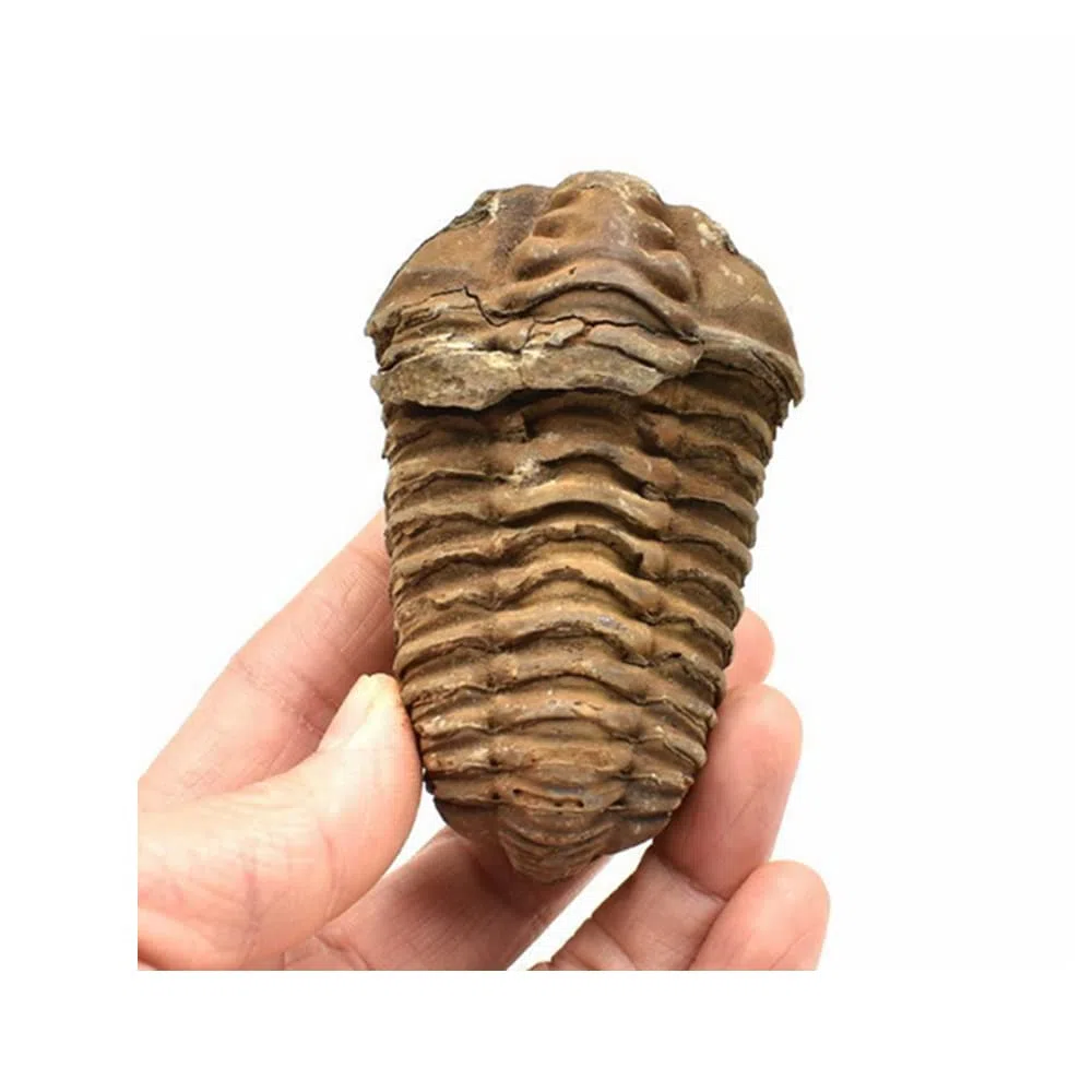 Acxico Trilobites marroquíes Flexicalymene Fossil, 4-5,5 cm, Marruecos