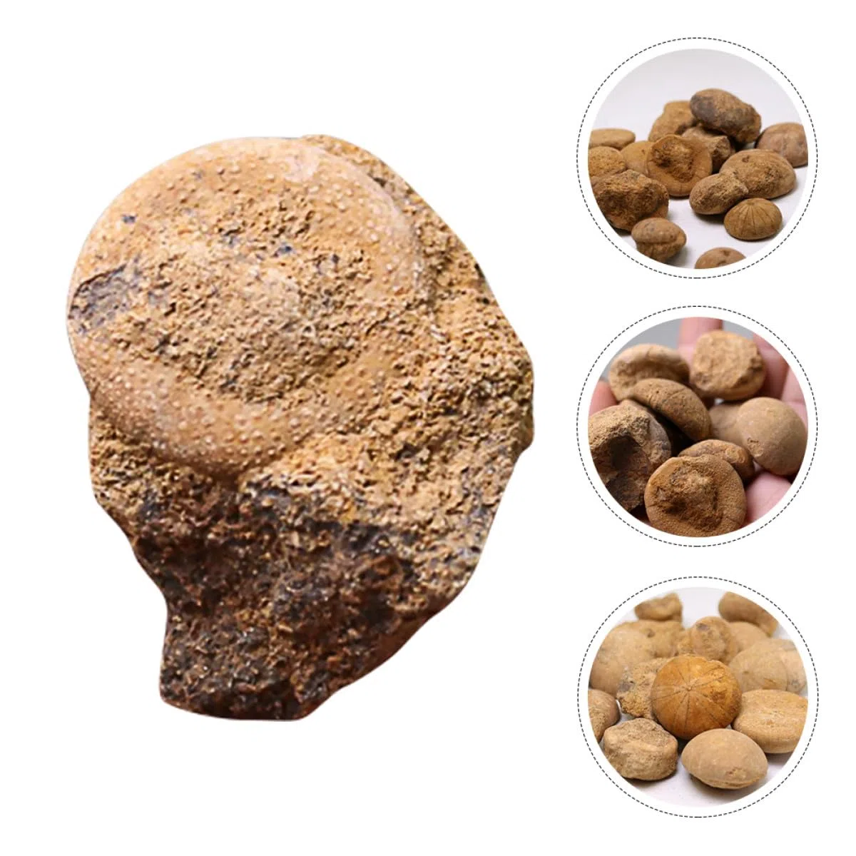 Beaupretty Fósil de Erizo de Mar Adorno de Mesa Educativo para Enseñanza y Decoración Modelo de Simulación Natural de Fósil para Paleontología y Obsequio Científico