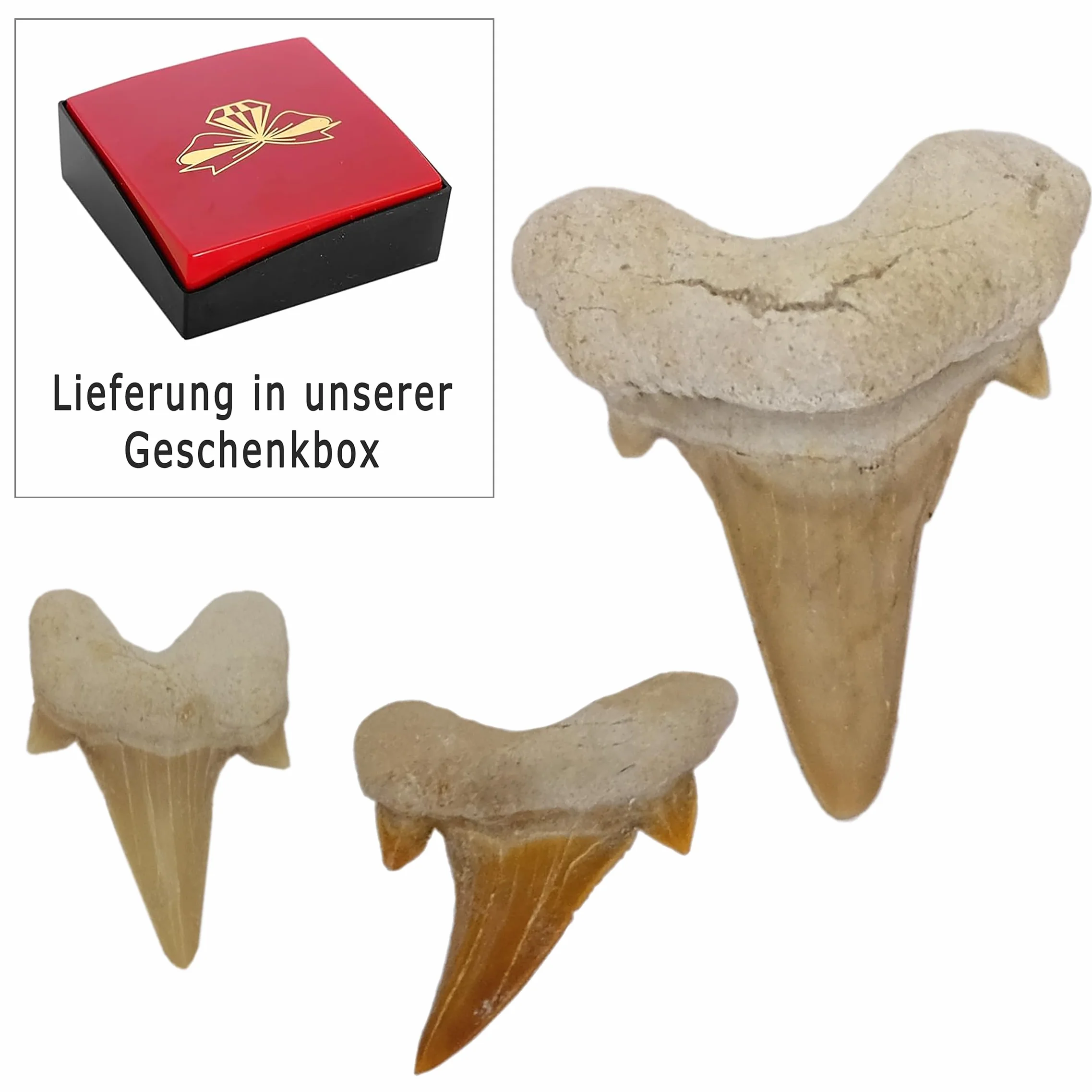 Idea de regalo – Fósiles prehistóricos fosilizados: dientes de tiburón naturales sin tratar XL Dientes de tiburón Dientes de tiburón (juego de 3 unidades)