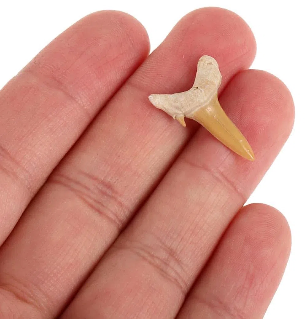 Fósiles Megalodon Dientes de tiburón 4 Piezas Fósil Natural Fósil Dientes de Tiburón Especímenes Piedras Naturales Dientes para Educación, Decoración del hogar, Regalo Infantil