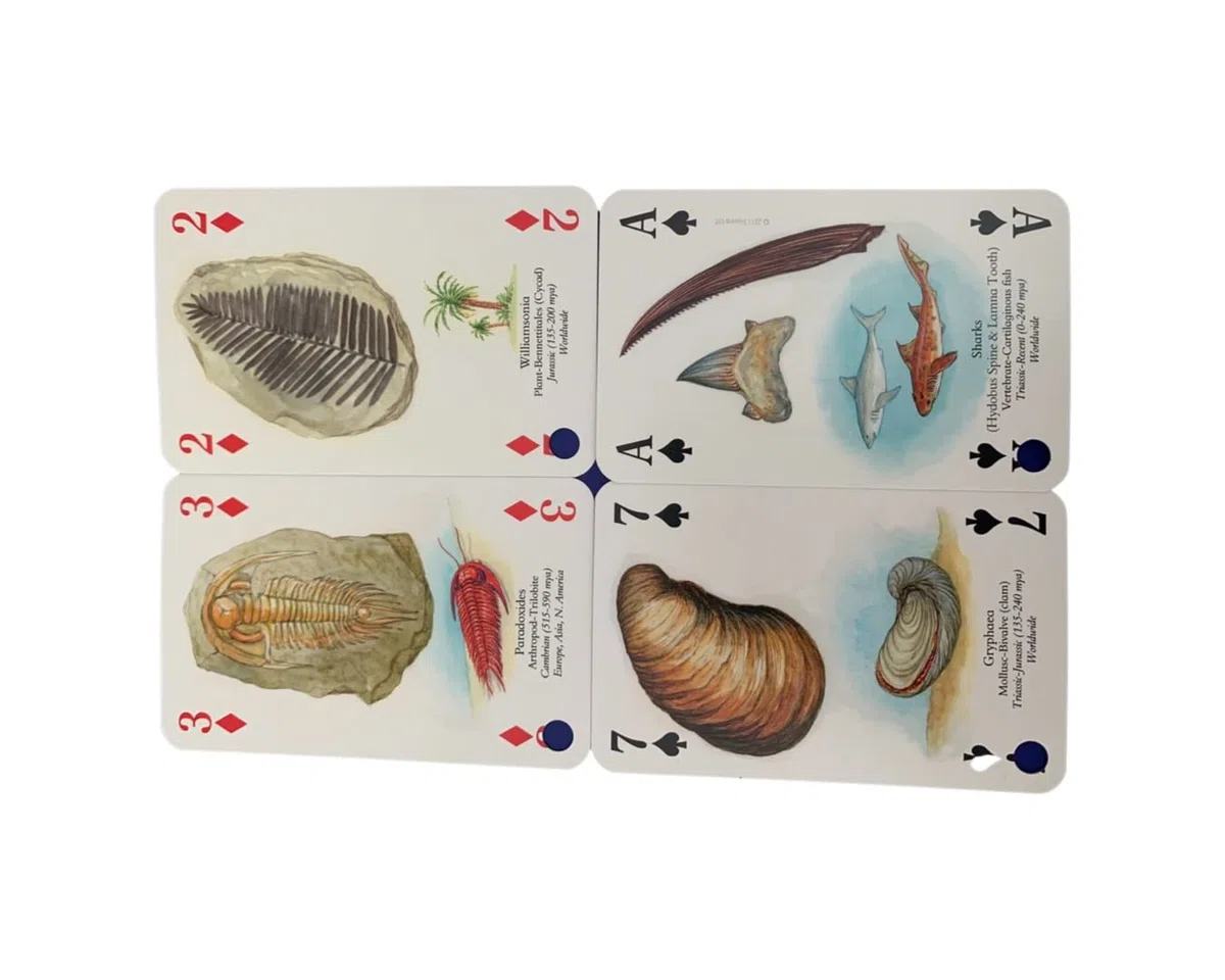 Fossil Box - Juego de regalo con tarjeta de información (caja de fósil)