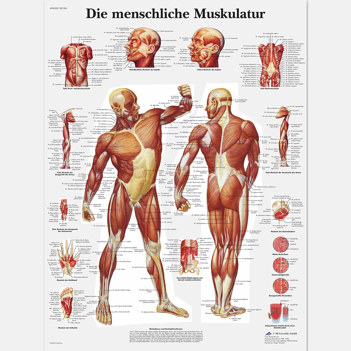 3B Scientific VR0118UU - La Musculatura humana (en alemán)